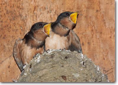 Barn Swallow