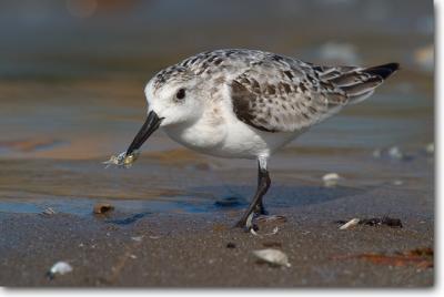 Sanderling