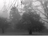 Falmouth Fog.jpg
