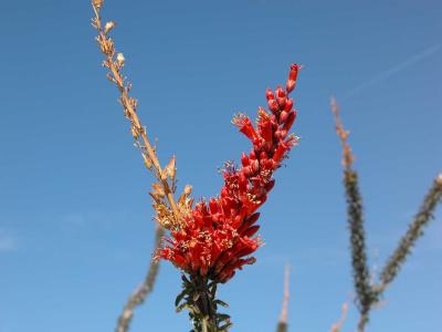 Ocotillo blossom