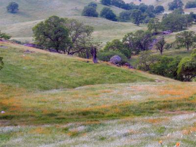 Spring in Central California Foothills