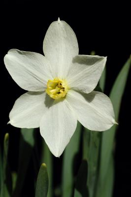 pale yellow daffodil.jpg