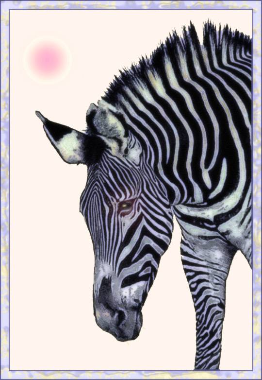 Lavender Zebra