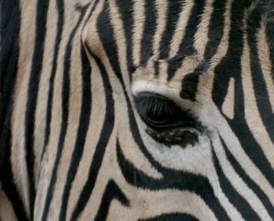 eye of the zebra