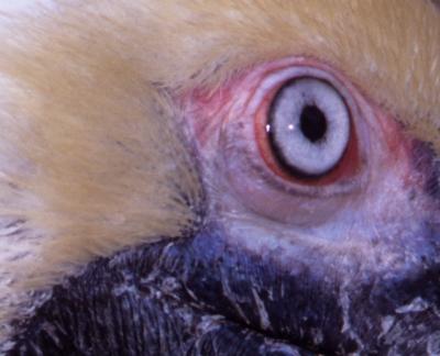 who am 'eye'?