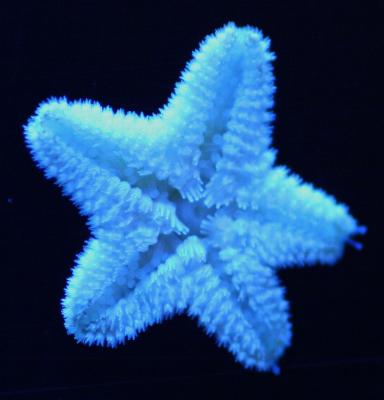 u12/jimsar/medium/41526970.starfish.jpg