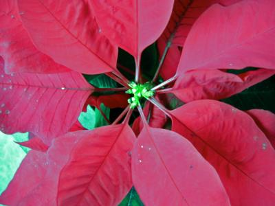 poinsettia