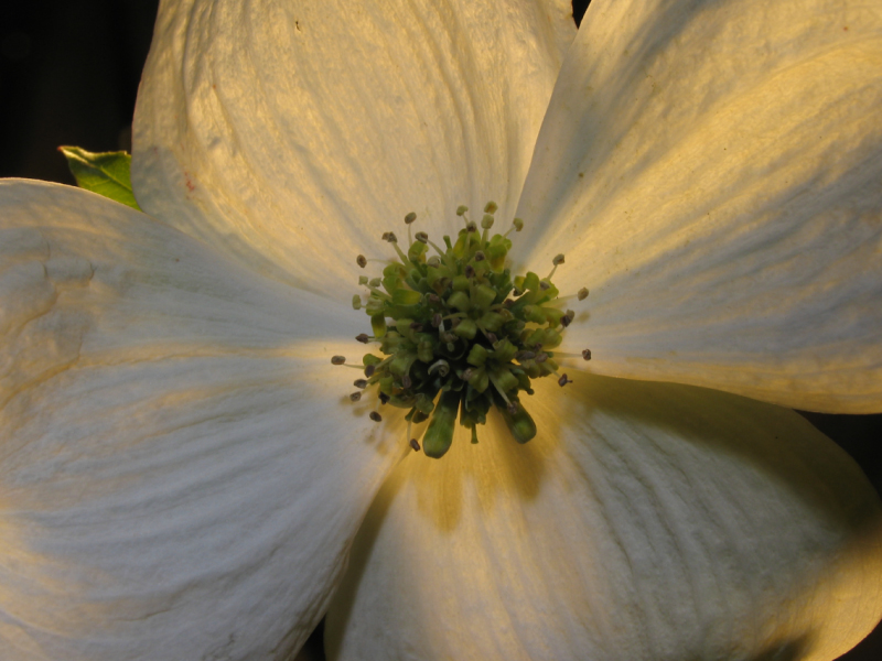 Dogwood Closeup