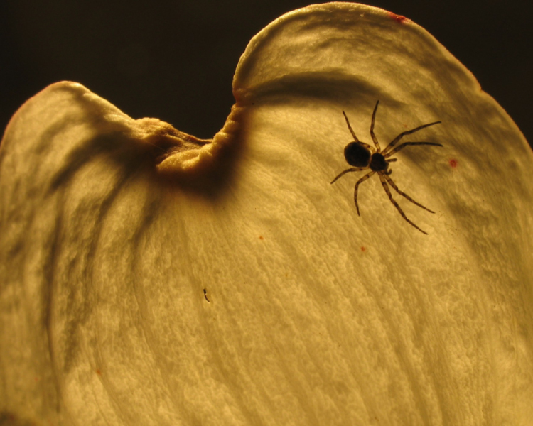 Itsy Bitsy Spider on a Dogwood Petal
