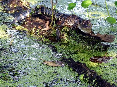 American Alligator and Green Tree Frog