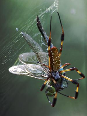 Brazos Bend Spiders