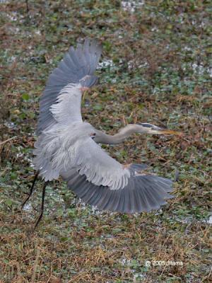 Great Blue Heron