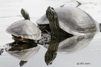 BB gallery:  Turtles