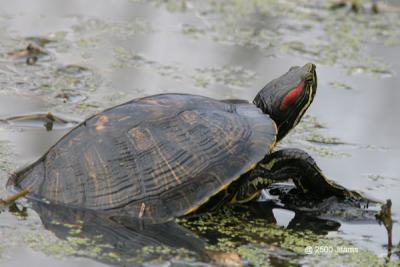 turtle