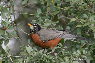 American Robin