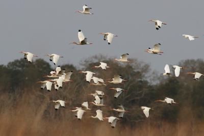 white ibises