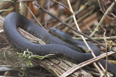 Broad-banded Water Snake