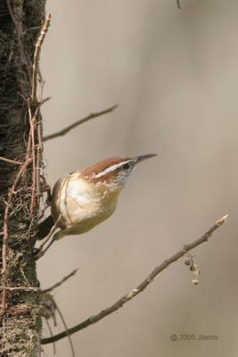 Carolina Wren