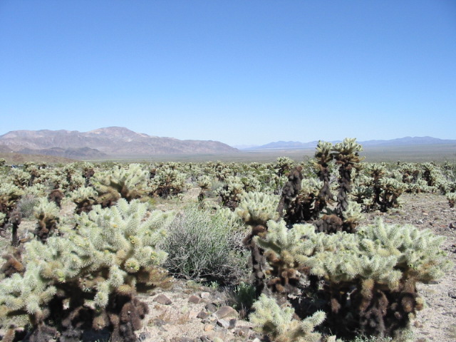 133-3321_IMG.JPG