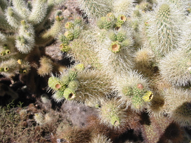 133-3323_IMG.JPG