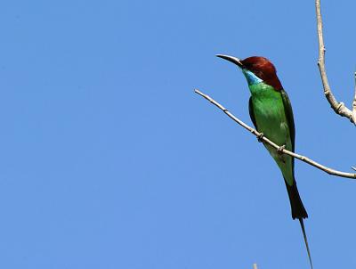 Blue throated Bee-Eater
