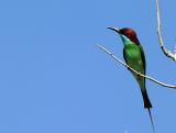 Blue throated Bee-Eater