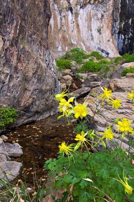 Columbines in Cattail Canyon
