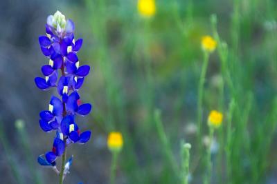 Desert Blooms