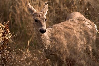 Deer in Chisos Basin
