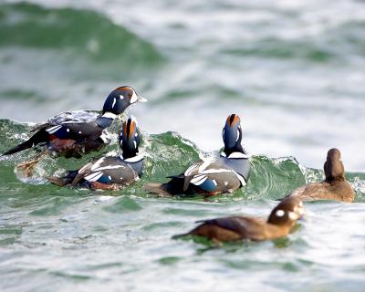 Harlequin Ducks