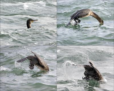 Cormorant  x4