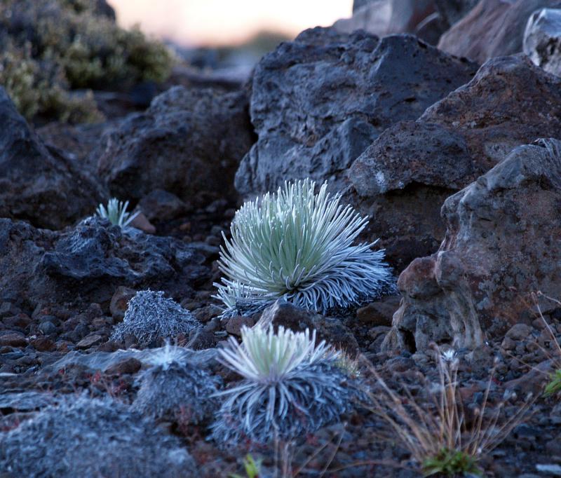 Silversword