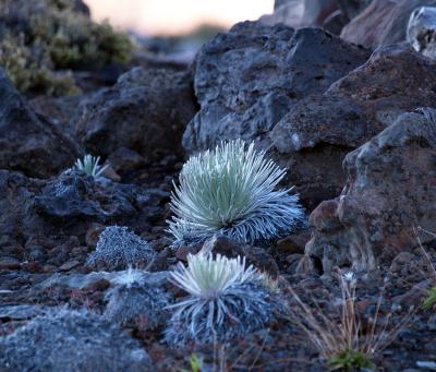 Silversword