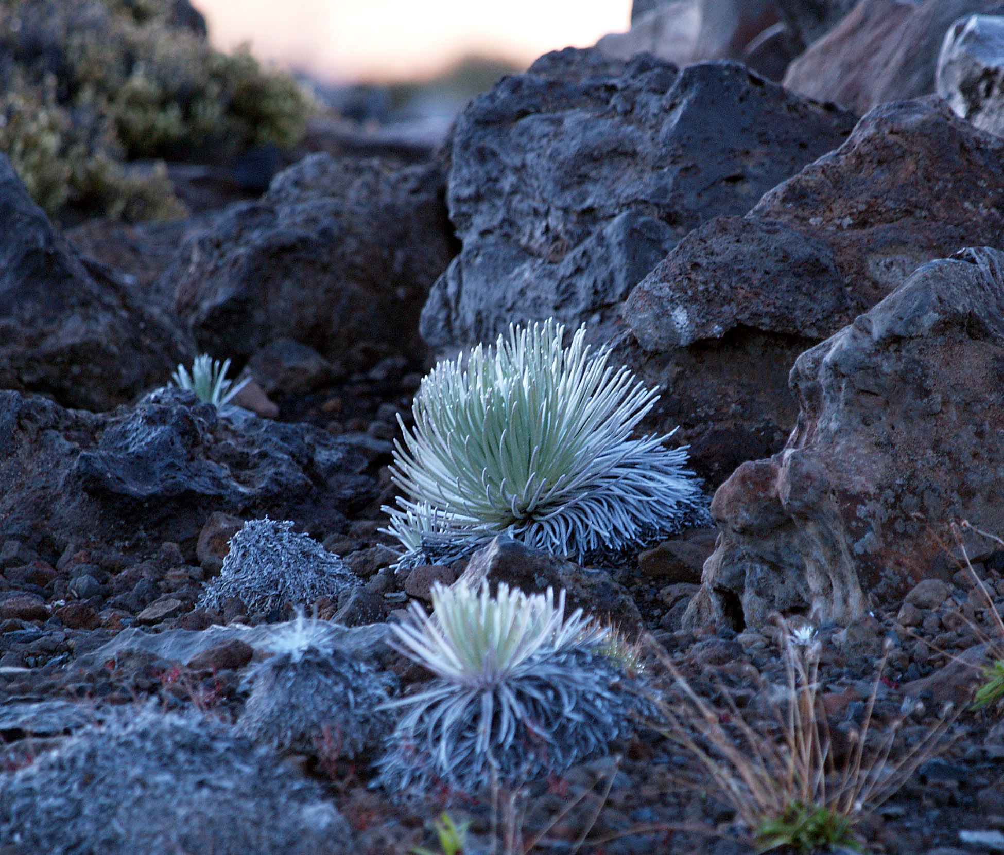 Silversword