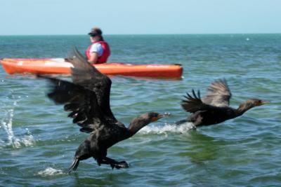Cormorants taking off