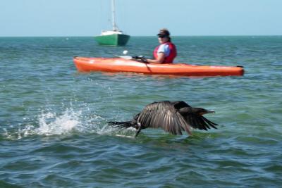 Cormorant taking off