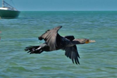 Cormorant flying by