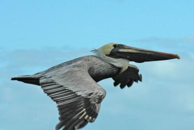 Pelican gliding