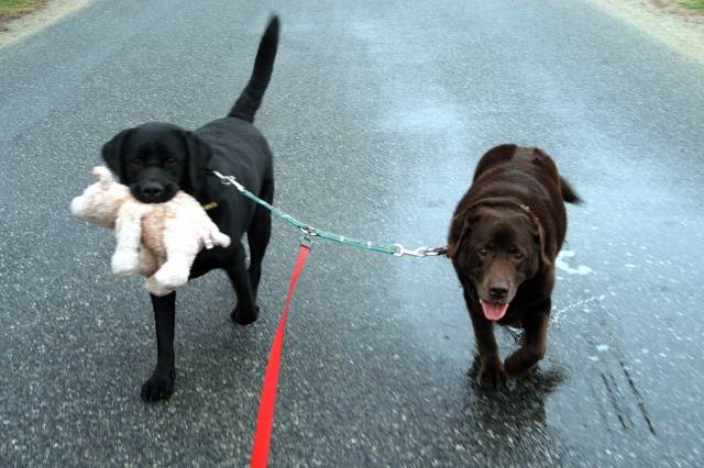 Dog Walk April 9 2005 p.jpg