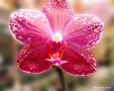 Ibis Orchid  Series