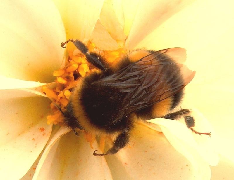 Bumble Bee.