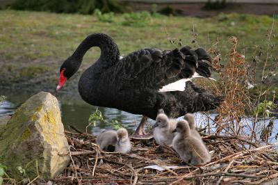 Black Swan & Young.