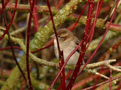 Lonely little Sparrow.