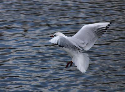 Black-Headed Gull.