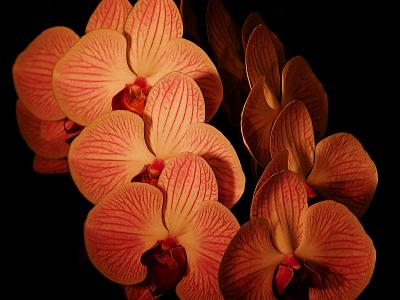 Orchid 10.jpg