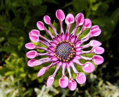 u12/john_q/medium/2947384.Flower.jpg