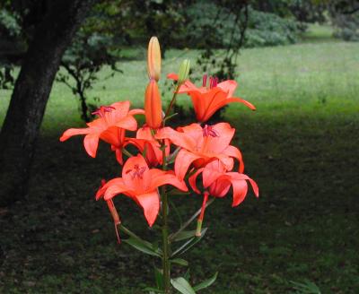 Flower, Taranto