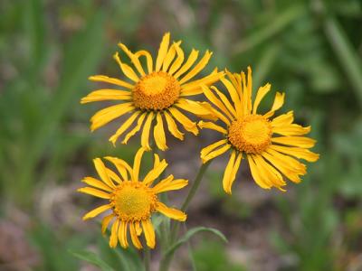 Colorado Wildflower