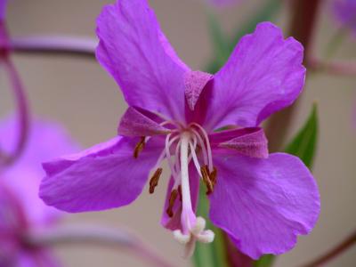 Colorado Wildflower