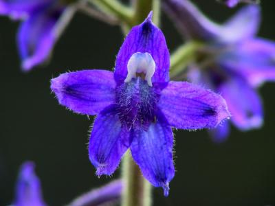 Colorado Wildflower